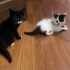 PAMUK/PANDA (Tekirdağ) fotoğraf