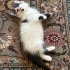 3 SEVİMLİ YAVRU (Pamuk-Panda-Zeytin)Süleymanpaşa fotoğraf