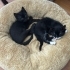 3 SEVİMLİ YAVRU (Pamuk-Panda-Zeytin)Süleymanpaşa fotoğraf