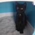 3 SEVİMLİ YAVRU (Pamuk-Panda-Zeytin)Süleymanpaşa fotoğraf