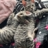 Oyuncu Kardeşler İstanbul’da Yuva Arıyor fotoğraf