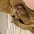 Karma Cins Turuncu kedi fotoğraf