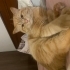 Karma Cins Turuncu kedi fotoğraf