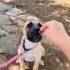 Güçlü çiftlik ve koruma köpeği kızımız fotoğraf