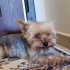 Ücretsiz terrier fotoğraf
