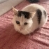Tek gözü alınan sevgi dolu uysal kedi sahiplendirme fotoğraf