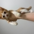 Sokağa dönmesinler, 2. Kedi olabilirler fotoğraf