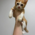 Sokağa dönmesinler, 2. Kedi olabilirler fotoğraf