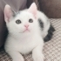 Uyumlu şirin,oyuncu fotoğraf
