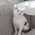 Uyumlu şirin,oyuncu fotoğraf