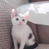 Uyumlu şirin,oyuncu fotoğraf