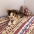 4 Haftalık Kedi fotoğraf