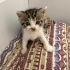 4 Haftalık Kedi fotoğraf