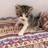 4 Haftalık Kedi fotoğraf