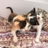 4 Haftalık Kedi fotoğraf