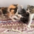 4 Haftalık Kedi fotoğraf