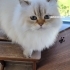 ÇİPLİ VE KARNELİ BRİTİSH LONGHAİR..!! fotoğraf