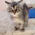 SEVİLME BAĞIMLISI KEDİ fotoğraf