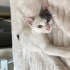 Kucak delisi kedi fotoğraf
