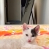 Kucak delisi kedi fotoğraf