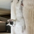 Kucak delisi kedi fotoğraf