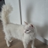 Sağır çok yumuşak huylu sevgi pıtırcığı bir çocuk fotoğraf