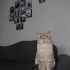 Kisir erkek kedi fotoğraf