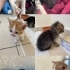 Sokağa gitcekler acilen yuva çok küçükler fotoğraf