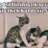 Leo ve Pars Yuvalanmak İstiyor fotoğraf