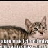 Leo ve Pars Yuvalanmak İstiyor fotoğraf