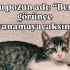 Leo ve Pars Yuvalanmak İstiyor fotoğraf