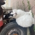 Evcil çok akıllı kedi fotoğraf