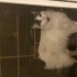 Evcil çok akıllı kedi fotoğraf