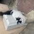 Evcil çok akıllı kedi fotoğraf