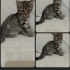 Minicik bir kızım lütfen beni yuwanıza alırmısınız fotoğraf