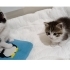Ücretsiz sahiplendirme fotoğraf