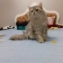 Kedilerimi sahiplendiriyorum fotoğraf