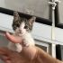 YAVRU KEDİMİZE ACİL YUVA ARIYORUM fotoğraf