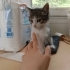 YAVRU KEDİMİZE ACİL YUVA ARIYORUM fotoğraf