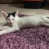 Acil yuva arıyoruz fotoğraf