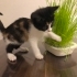 2 AYLIK CALICO BEBEĞE ÖMÜRLÜK YUVA ARIYORUZ. fotoğraf
