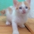3 KARDEŞ ÖMÜRLÜK YUVALARINI ARIYOR fotoğraf
