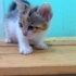 3 KARDEŞ ÖMÜRLÜK YUVALARINI ARIYOR fotoğraf