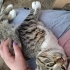 **KUCAK KEDİSİ, İNSAN AŞIĞI BİR PRENS** fotoğraf