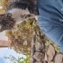 **KUCAK KEDİSİ, İNSAN AŞIĞI BİR PRENS** fotoğraf