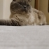 British erkek kedi sevimli uysal fotoğraf