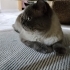 British erkek kedi sevimli uysal fotoğraf