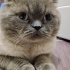 British erkek kedi sevimli uysal fotoğraf
