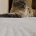 British erkek kedi sevimli uysal fotoğraf