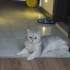 Şans oğlumuza ömürlük yuva arıyoruz fotoğraf
